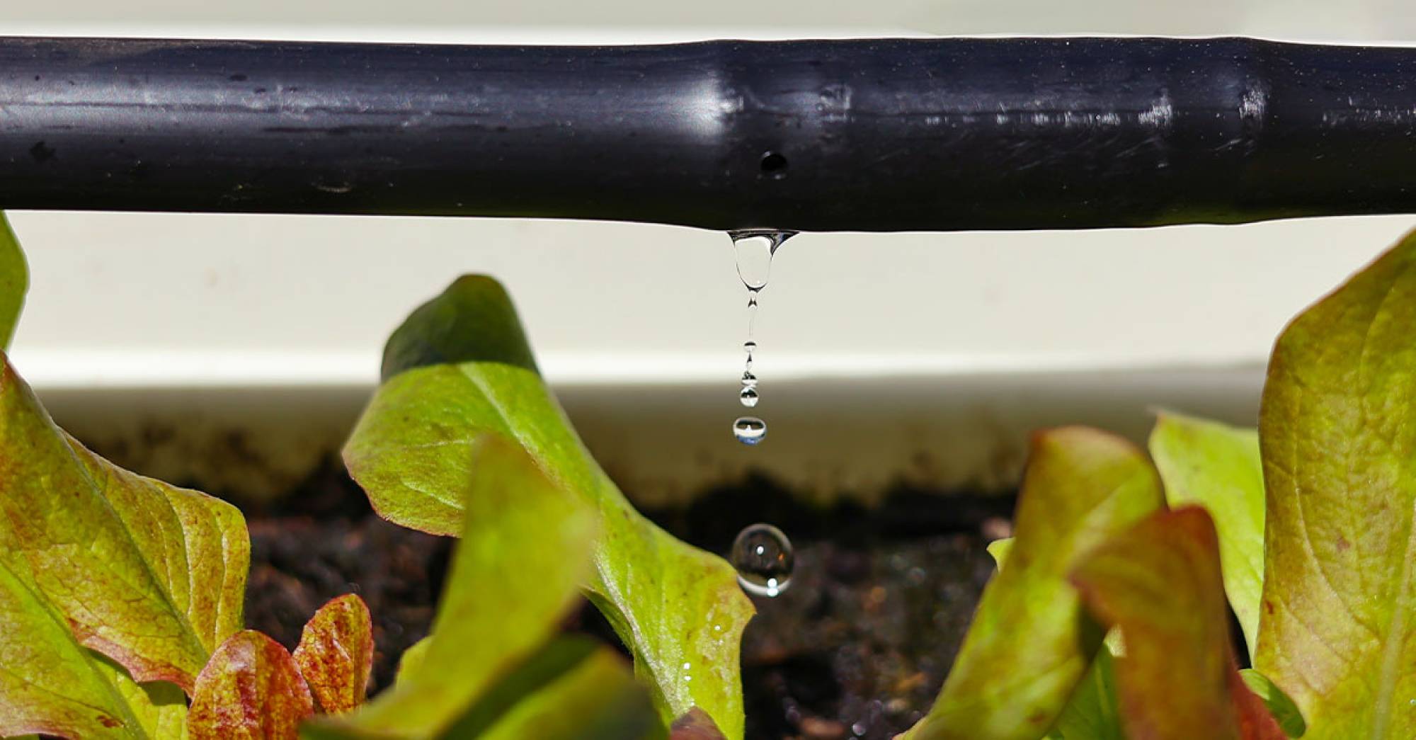 drip-irrigation-header.jpg
Drip Irrigation: Efficient and Eco-Friendly Watering system