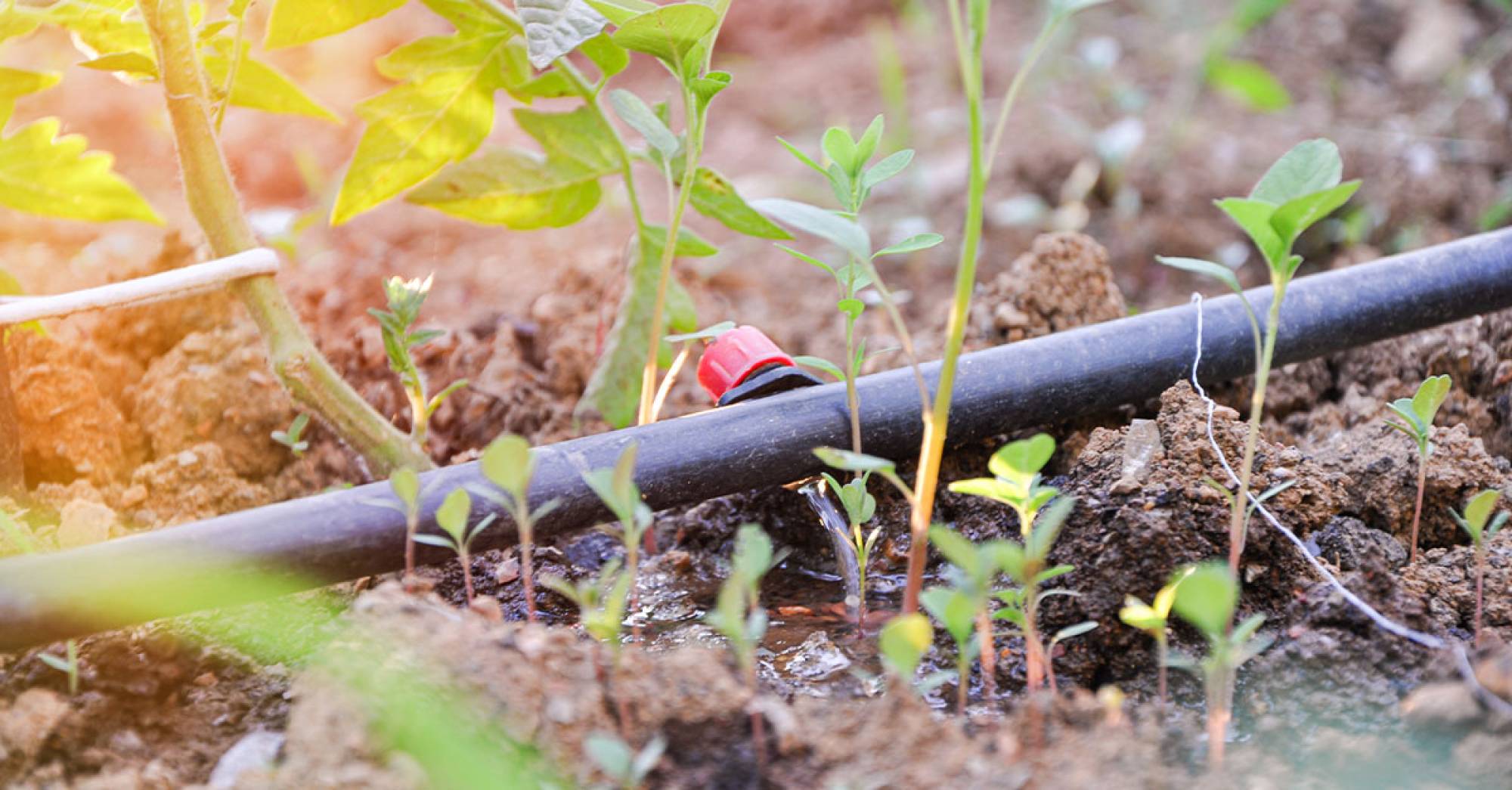 water-irrigation-header.jpg
The Vital Role of Water Irrigation and what you need to know
